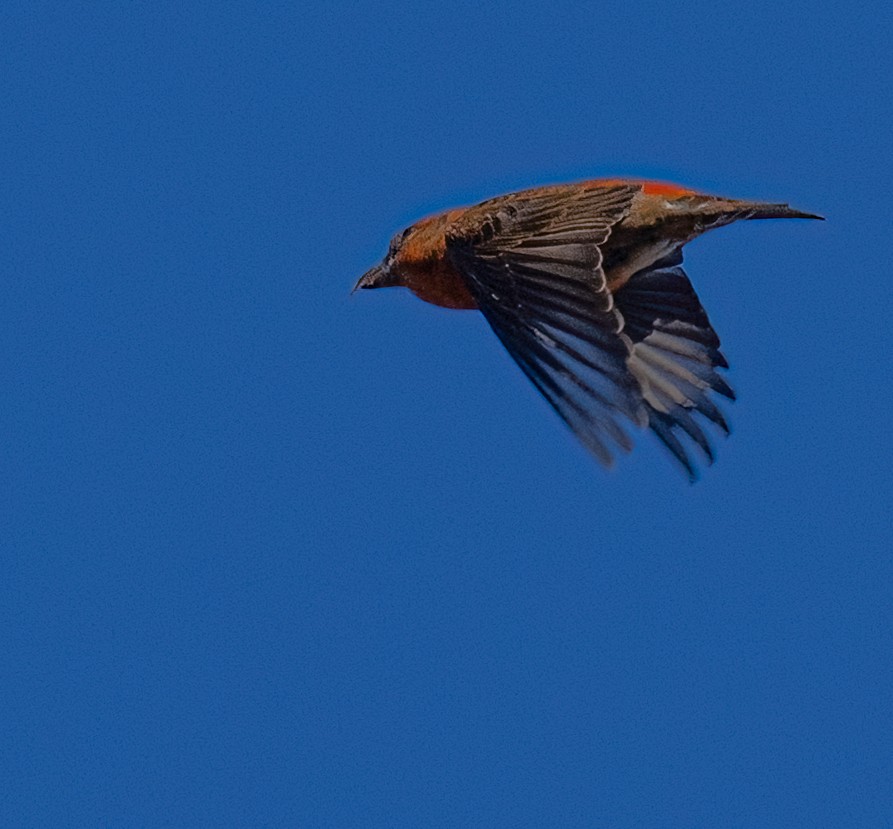 Red Crossbill - ML521099371