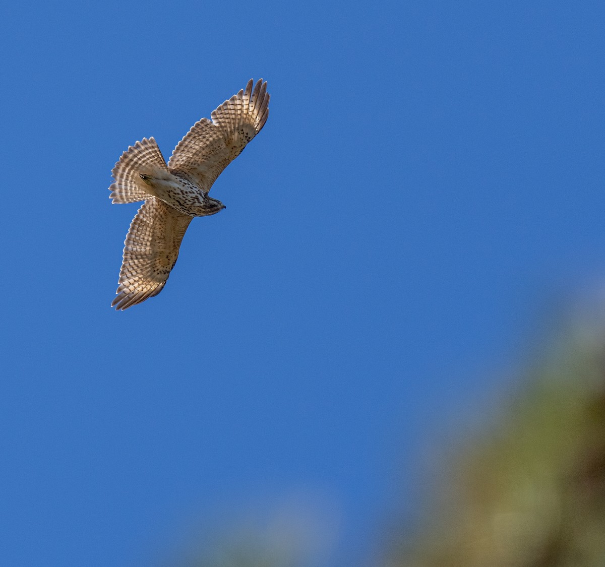 Red-shouldered Hawk - ML521099601