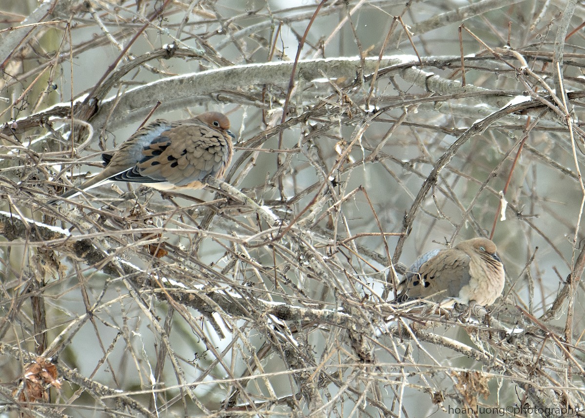 Mourning Dove - hoan luong