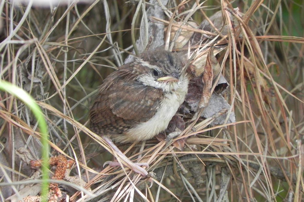 Carolina Wren - ML52110171