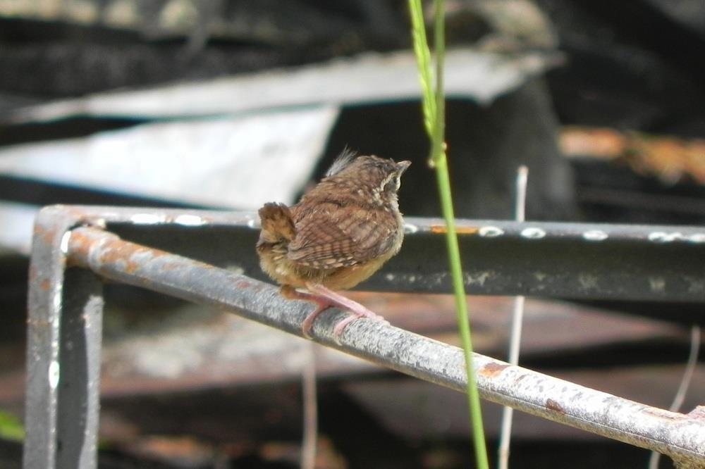 Carolina Wren - Colette Micallef