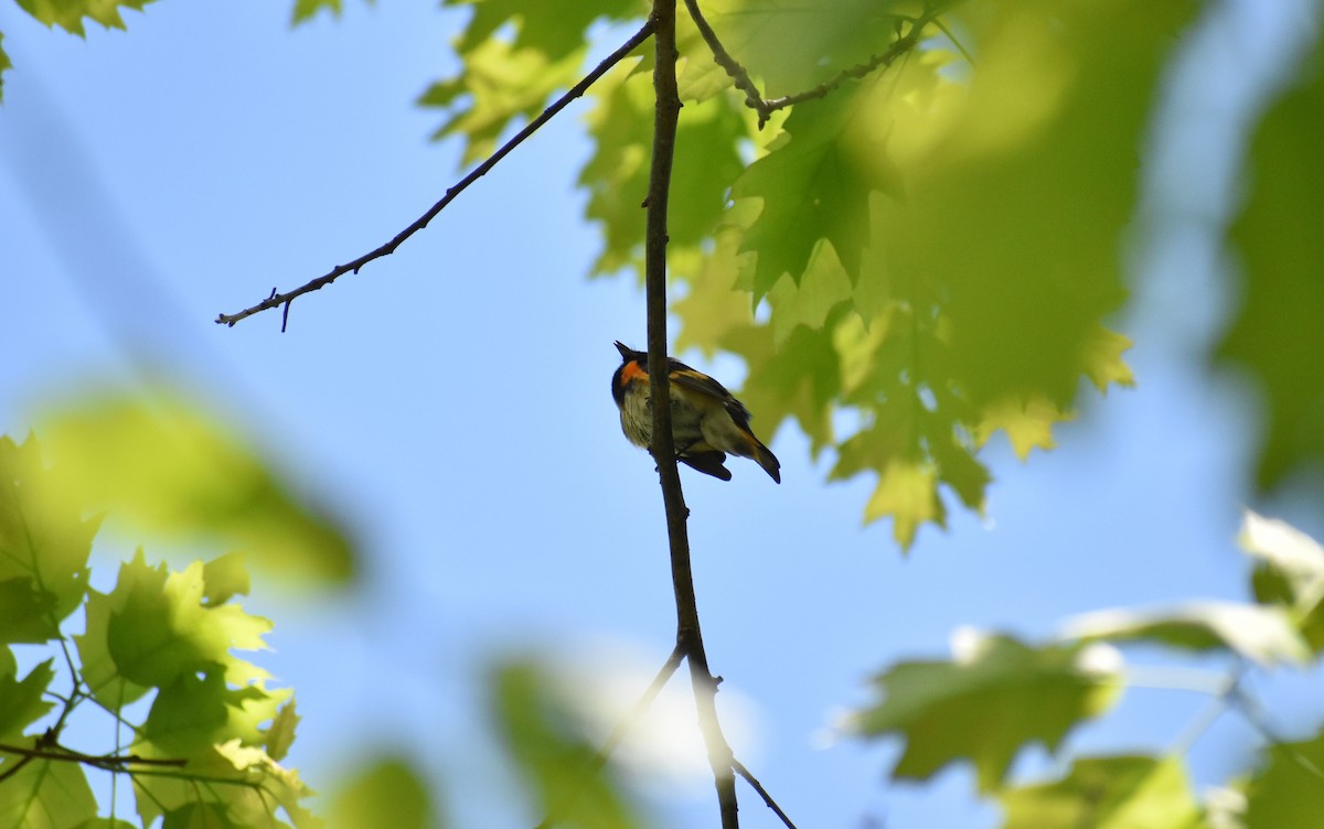 Paruline flamboyante - ML521102191