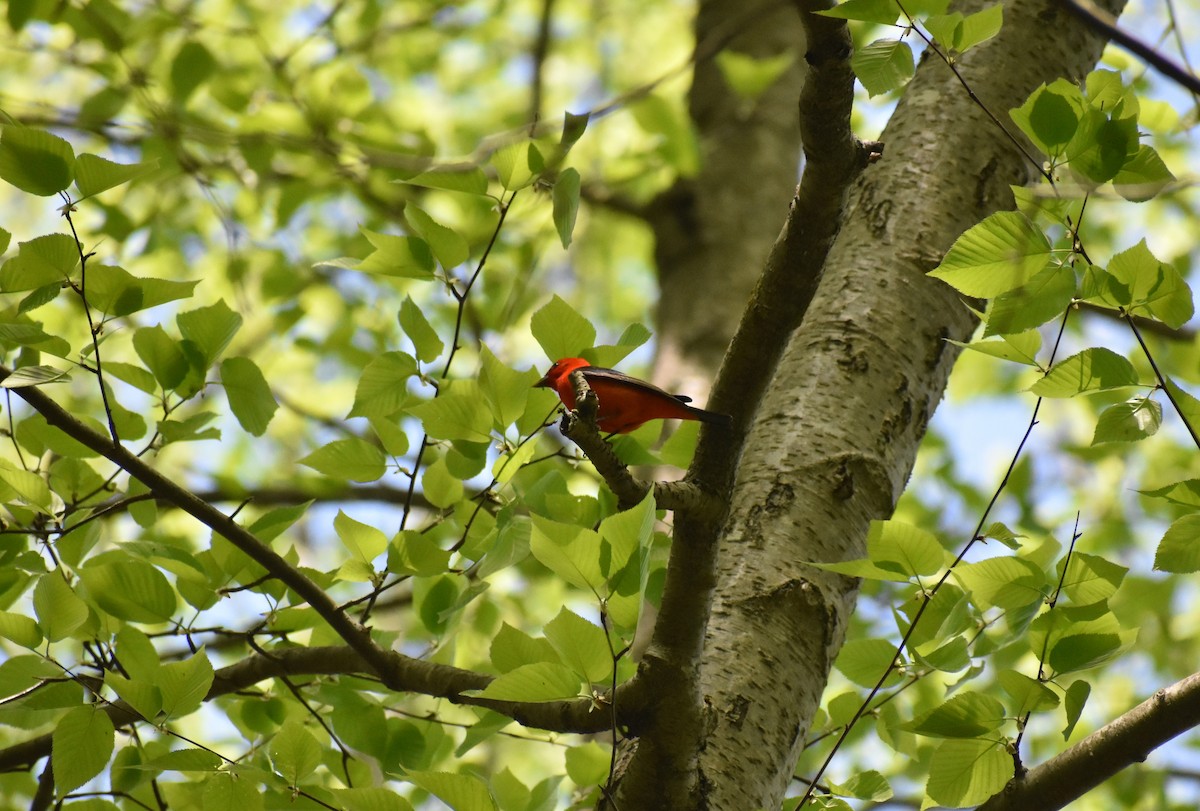 Piranga écarlate - ML521102341