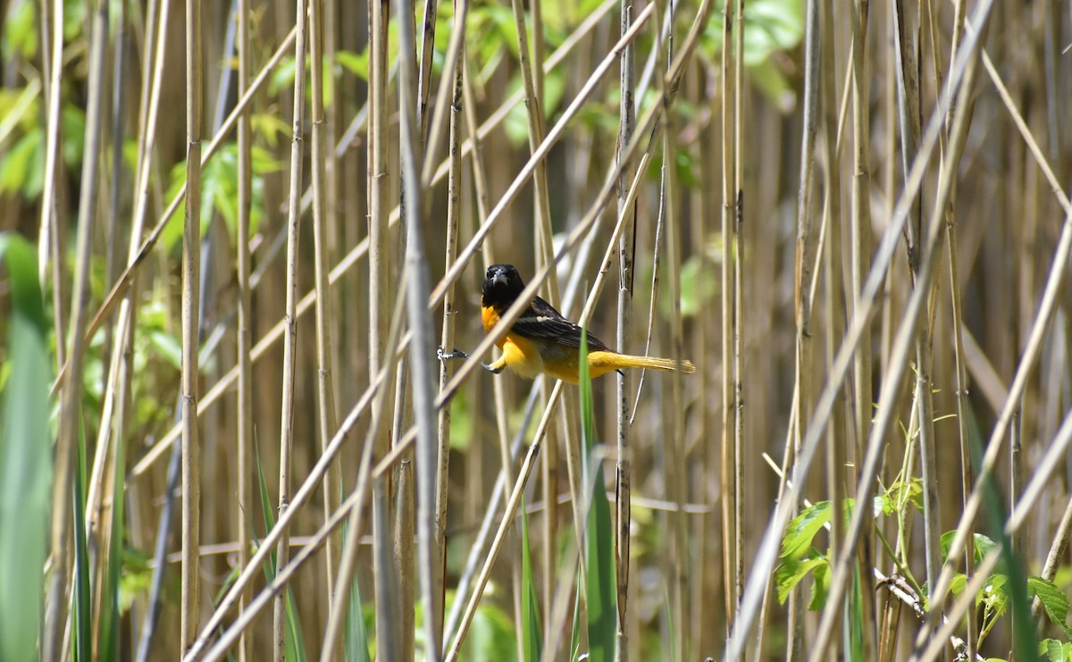 Oriole de Baltimore - ML521102431