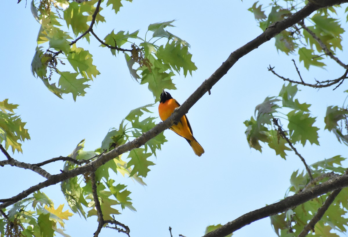 Oriole de Baltimore - ML521102441