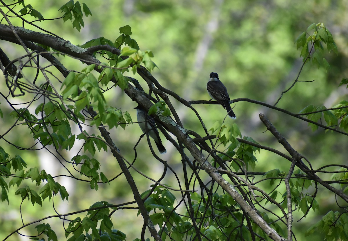 Tyran tritri - ML521102691