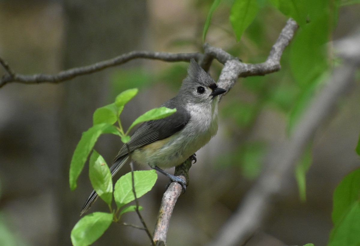 Mésange bicolore - ML521102831