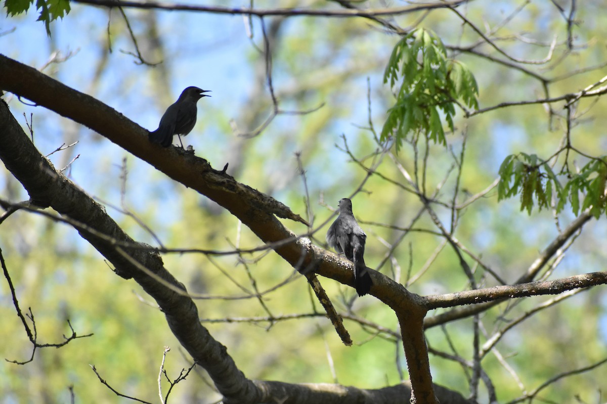 Moqueur chat - ML521103441