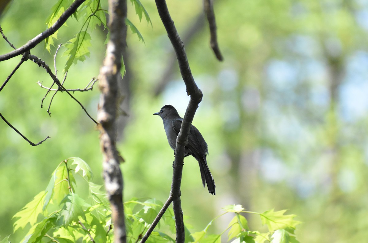 Moqueur chat - ML521103451