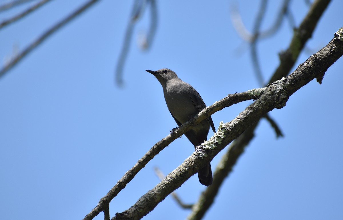 Moqueur chat - ML521103461