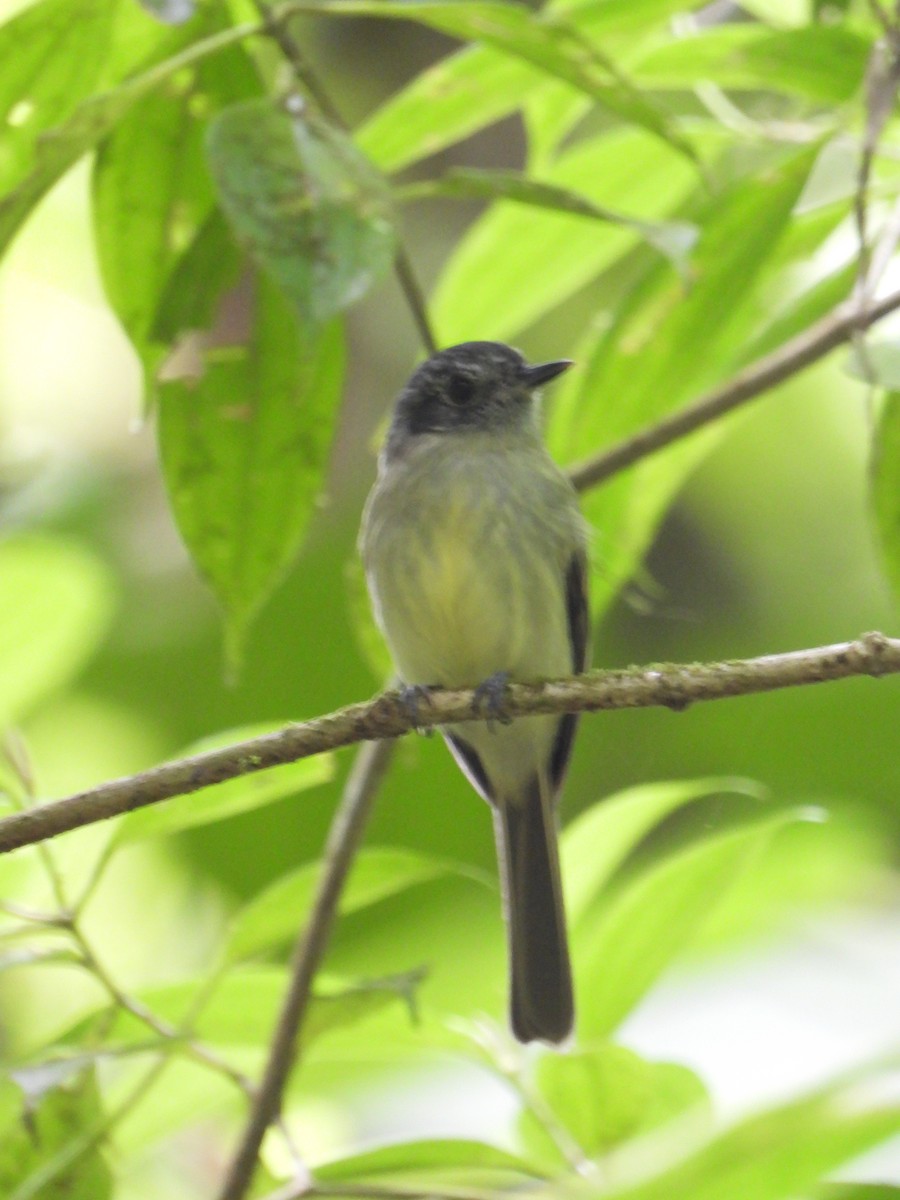 Slaty-capped Flycatcher - ML521103571