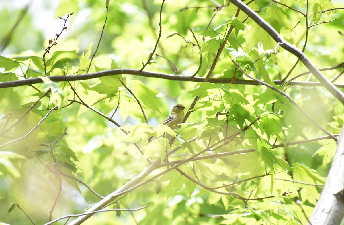 Chardonneret jaune - ML521103851
