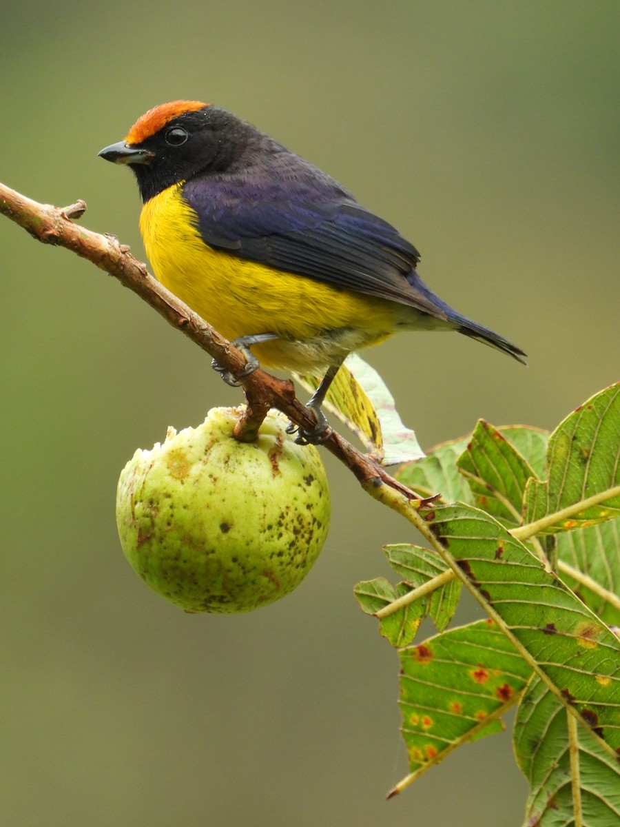 Tawny-capped Euphonia - ML521104211