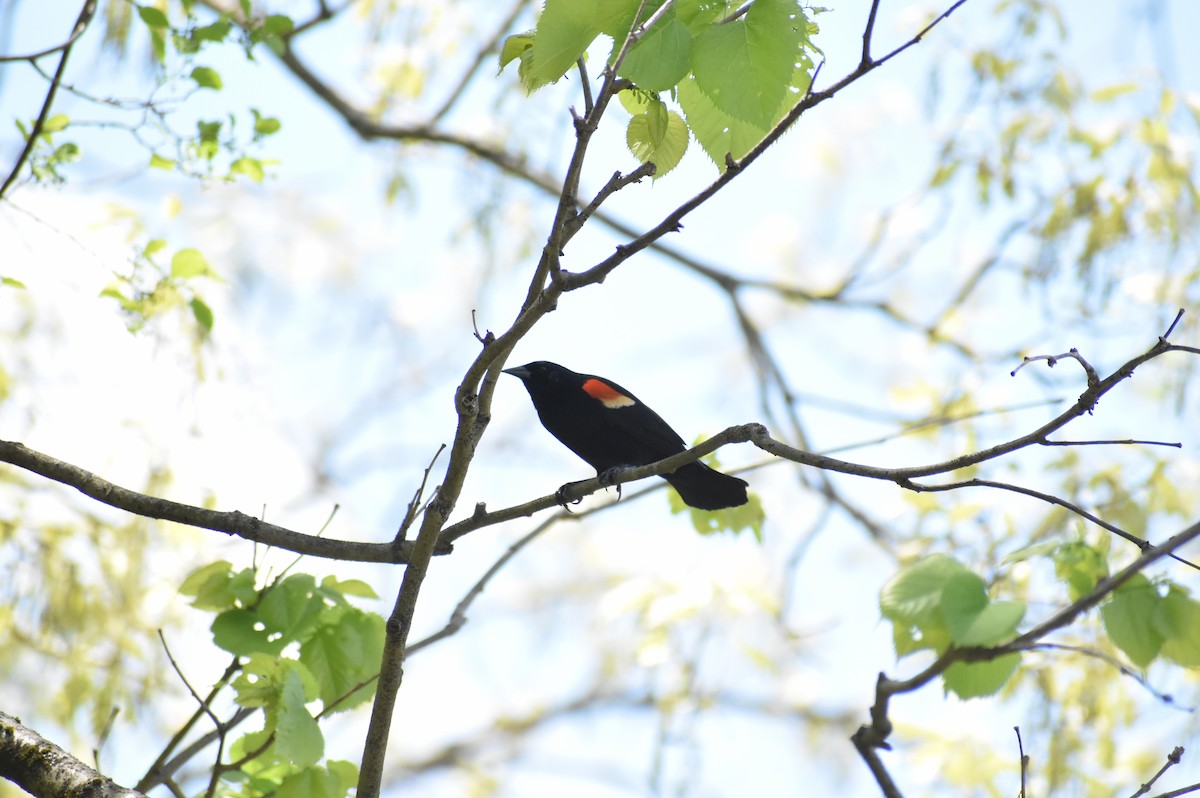 Carouge à épaulettes - ML521104281