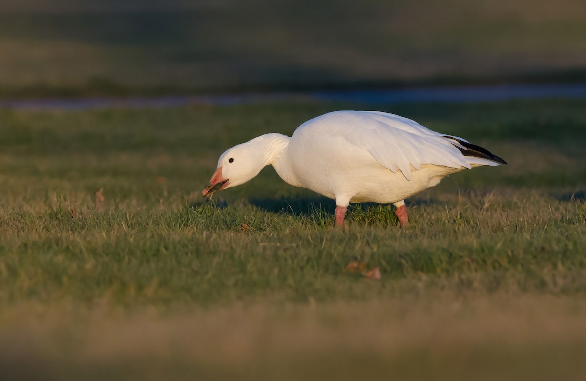 Snow Goose - ML52110431
