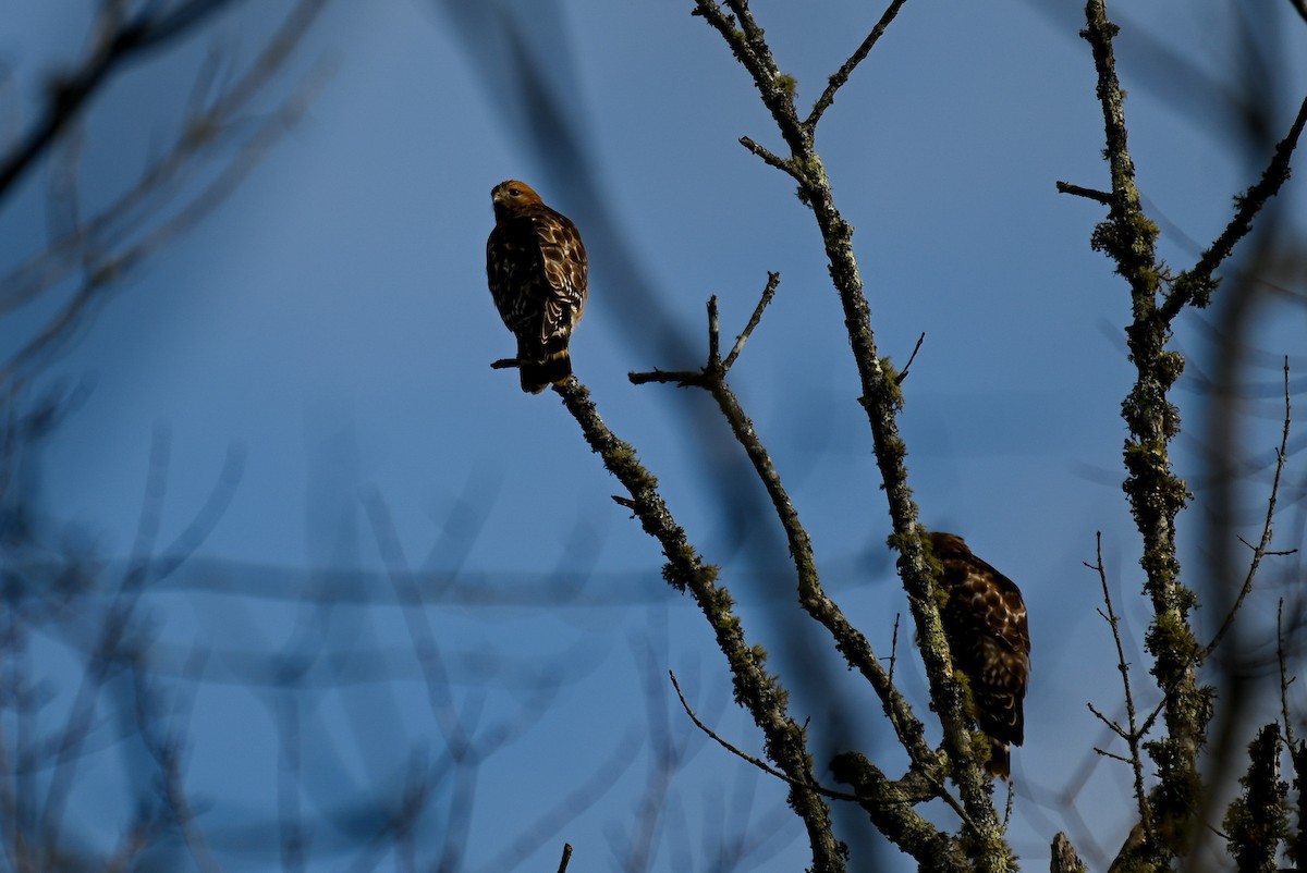 Red-shouldered Hawk - Patty Masten