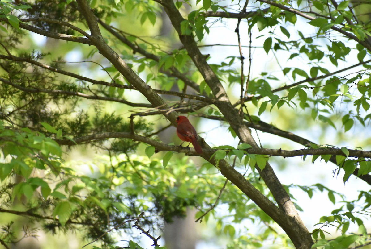 Cardinal rouge - ML521104781