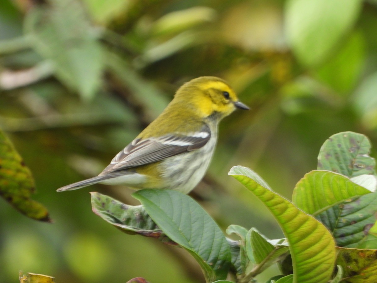 Grünmantel-Waldsänger - ML521105341