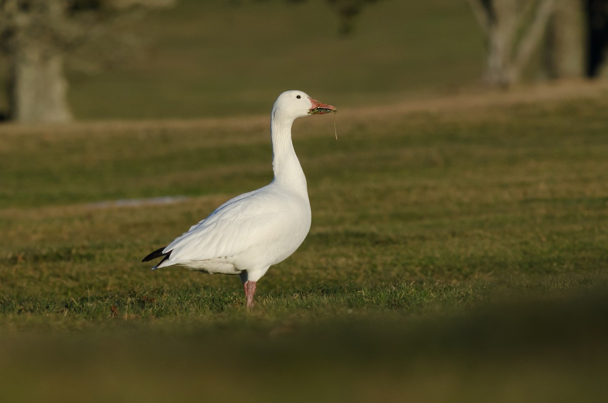 Snow Goose - ML52110551