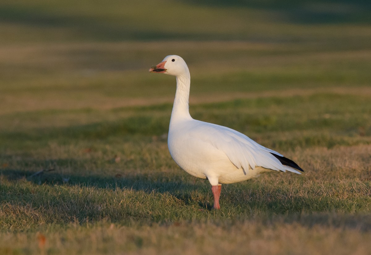 Snow Goose - ML52110581