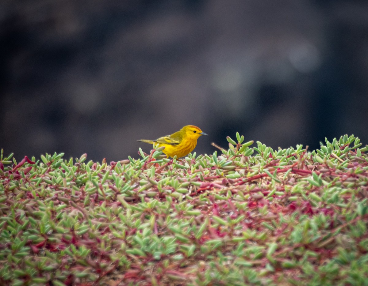 Northern/Mangrove Yellow Warbler - ML521106151