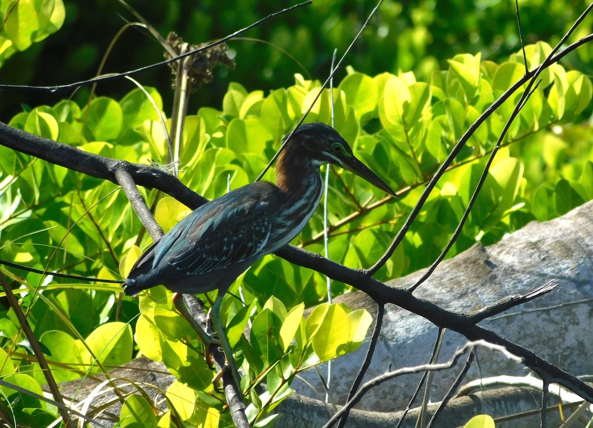 Green Heron - ML521107021