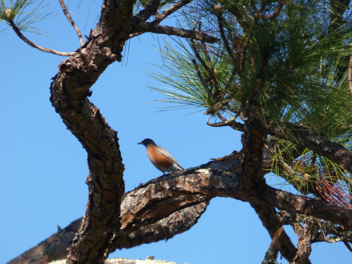 American Robin - ML521108461