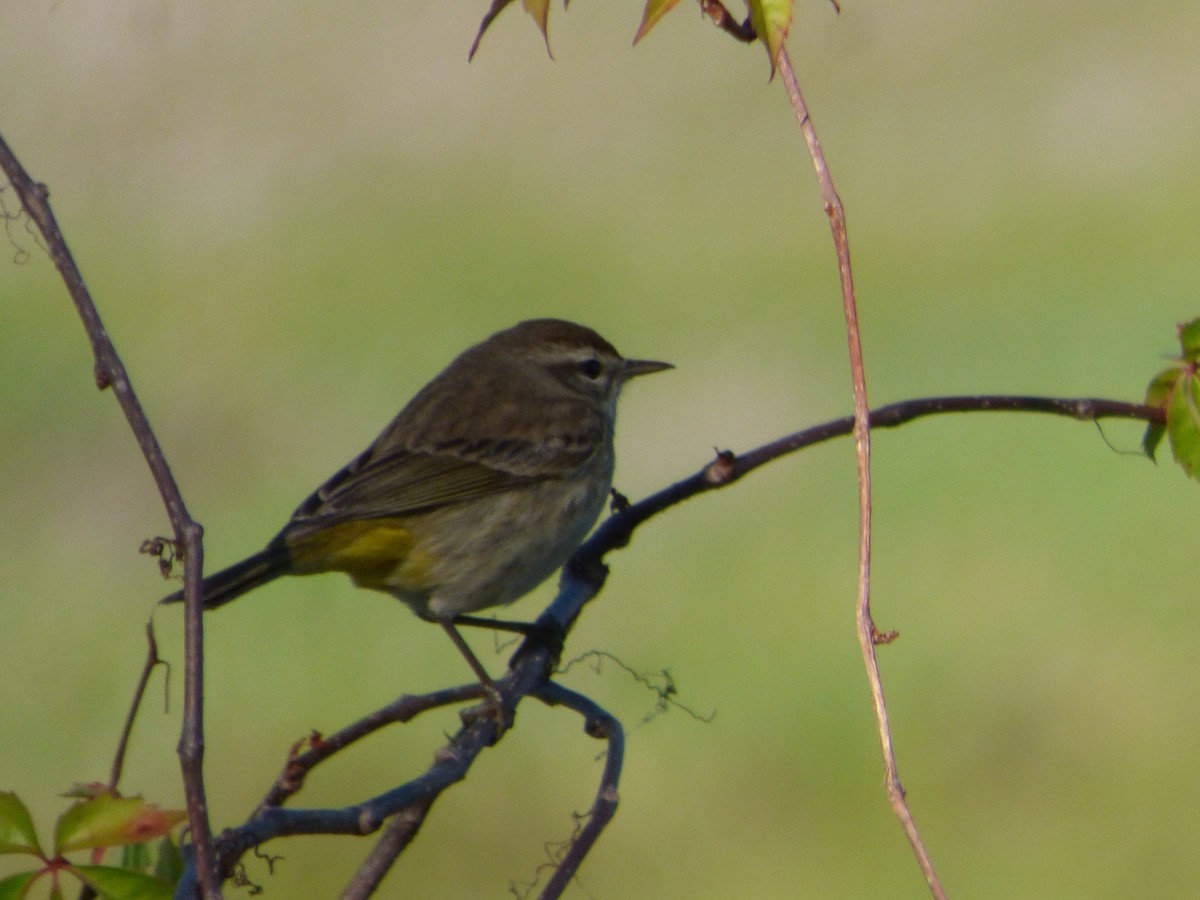 Palm Warbler - Betty Holcomb