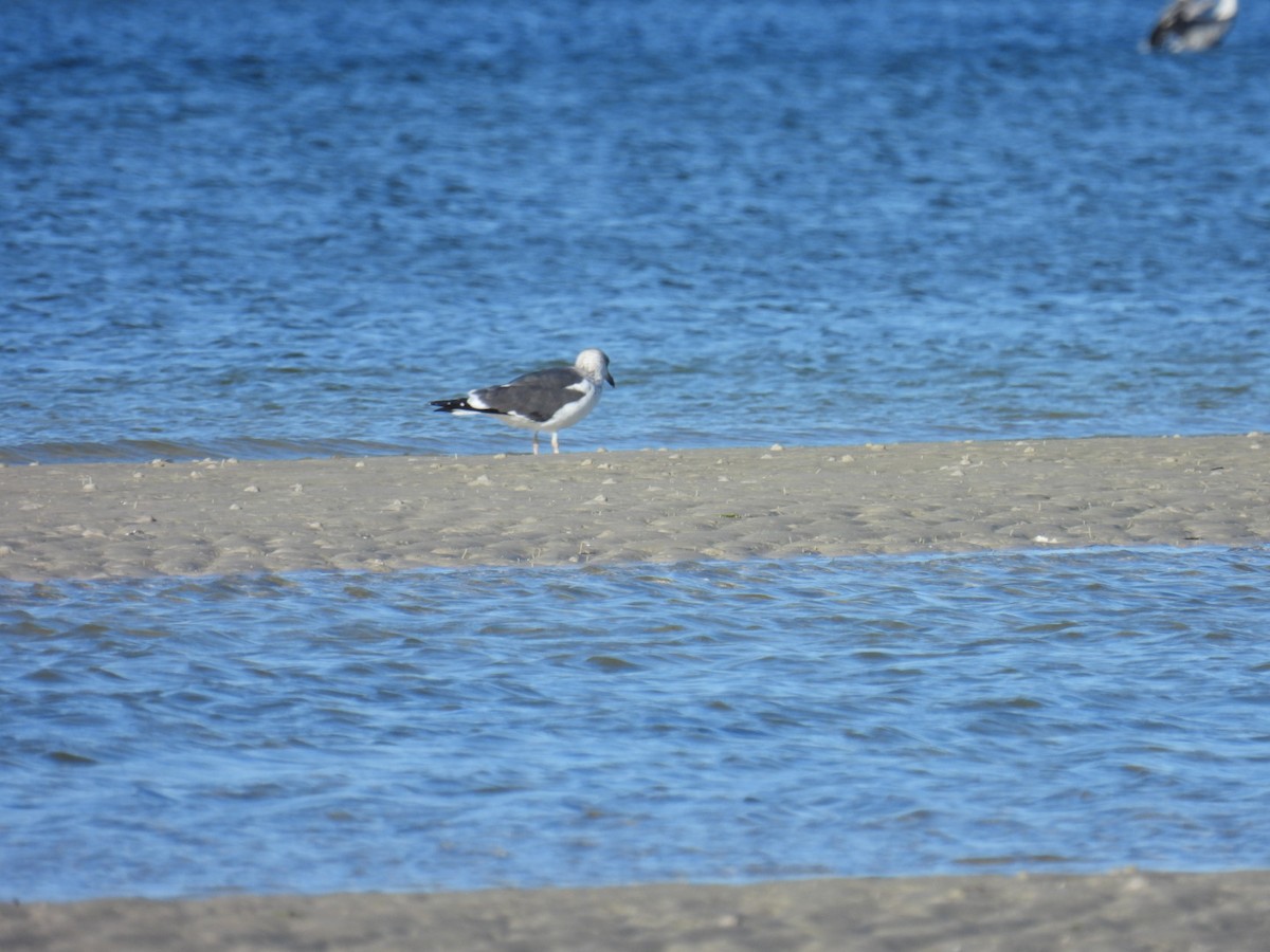 Lesser Black-backed Gull - ML521108951