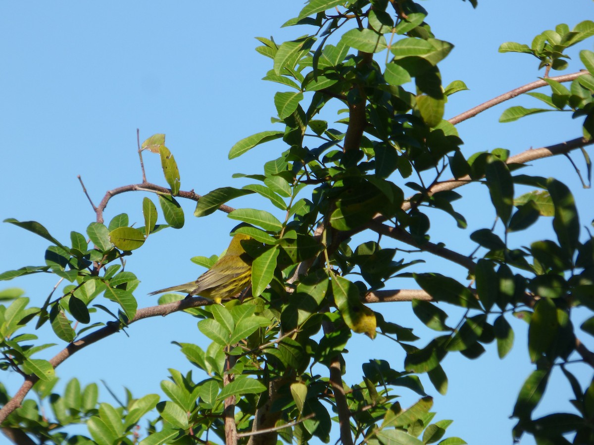 Prairie Warbler - Betty Holcomb