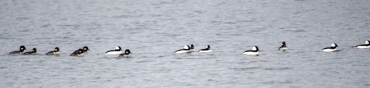 Bufflehead - ML521109421