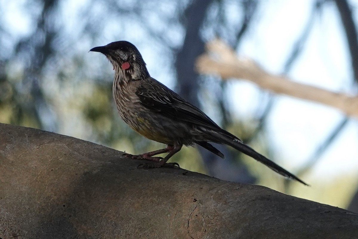 Red Wattlebird - ML521109611