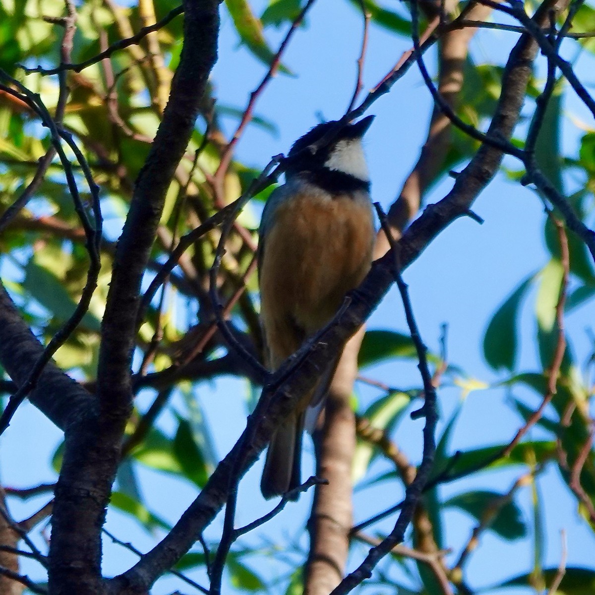 Rufous Whistler - ML521109701