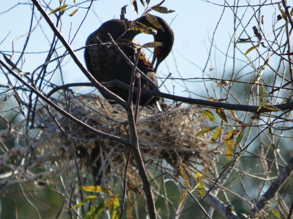 Double-crested Cormorant - Betty Holcomb