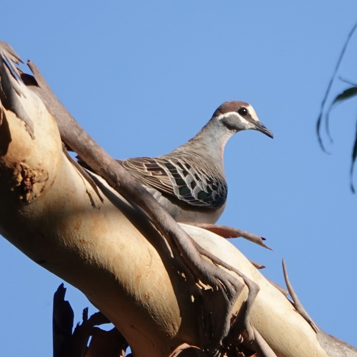 Common Bronzewing - ML521109811