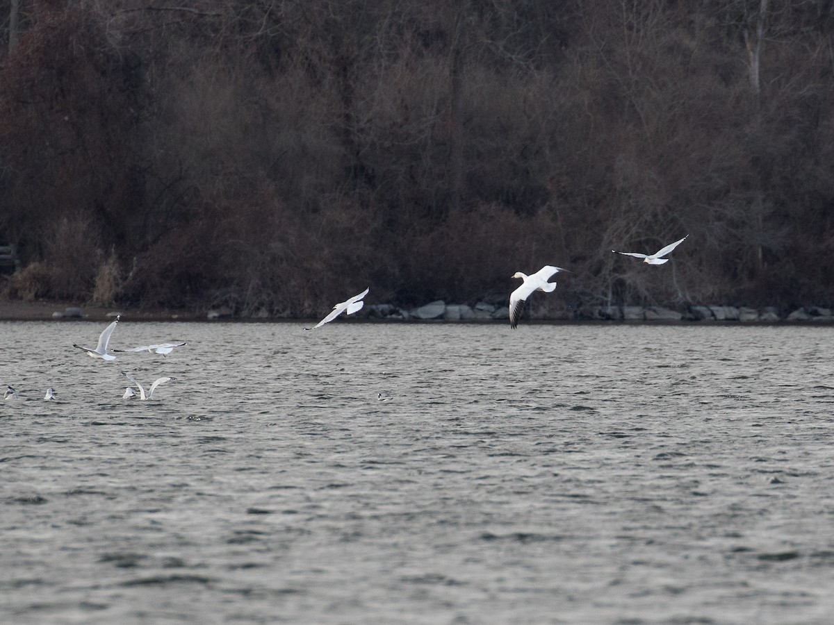 Snow Goose - ML521110531