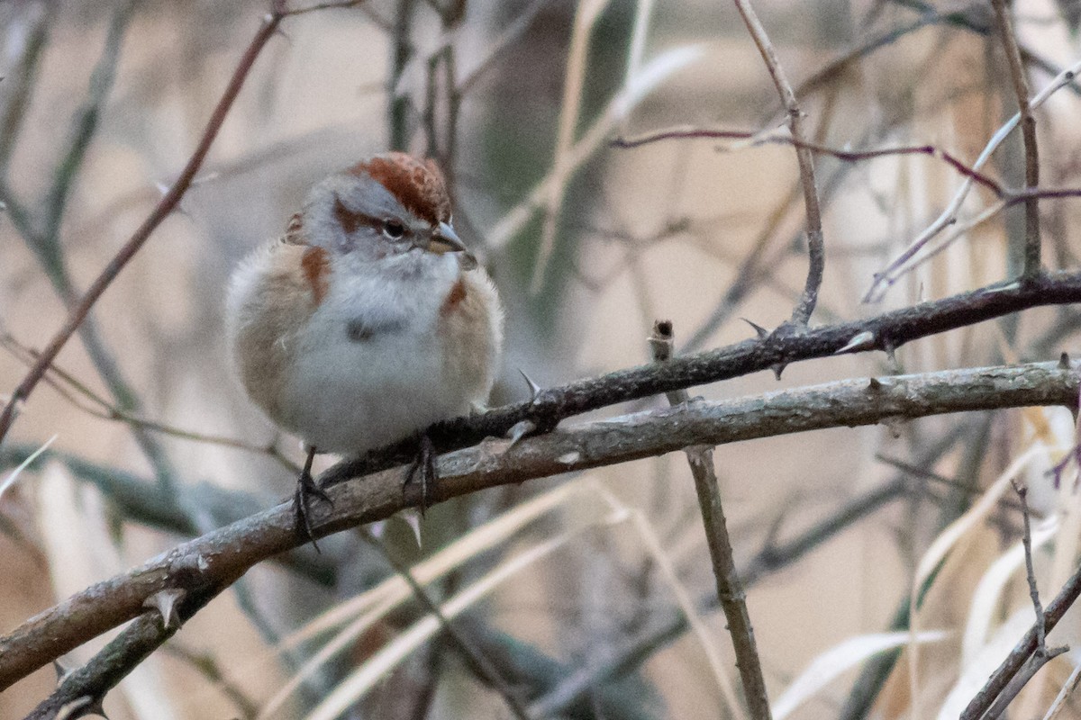 American Tree Sparrow - Craig Kingma