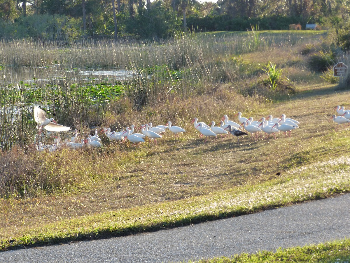 Ibis blanc - ML521111771