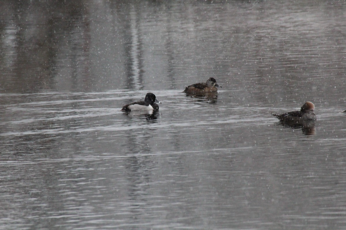 Ring-necked Duck - ML521111951