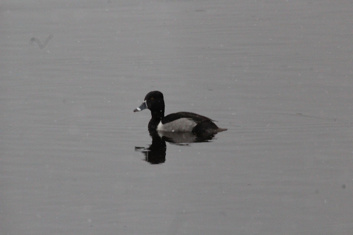 Ring-necked Duck - ML521111971