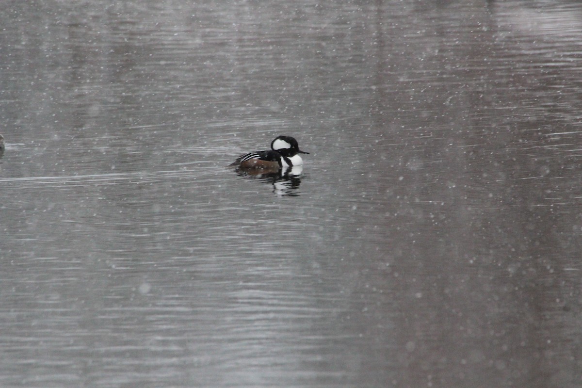 Hooded Merganser - ML521112241