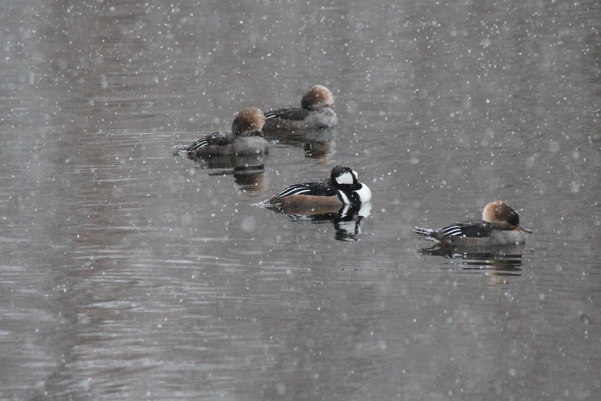 Hooded Merganser - ML521112291