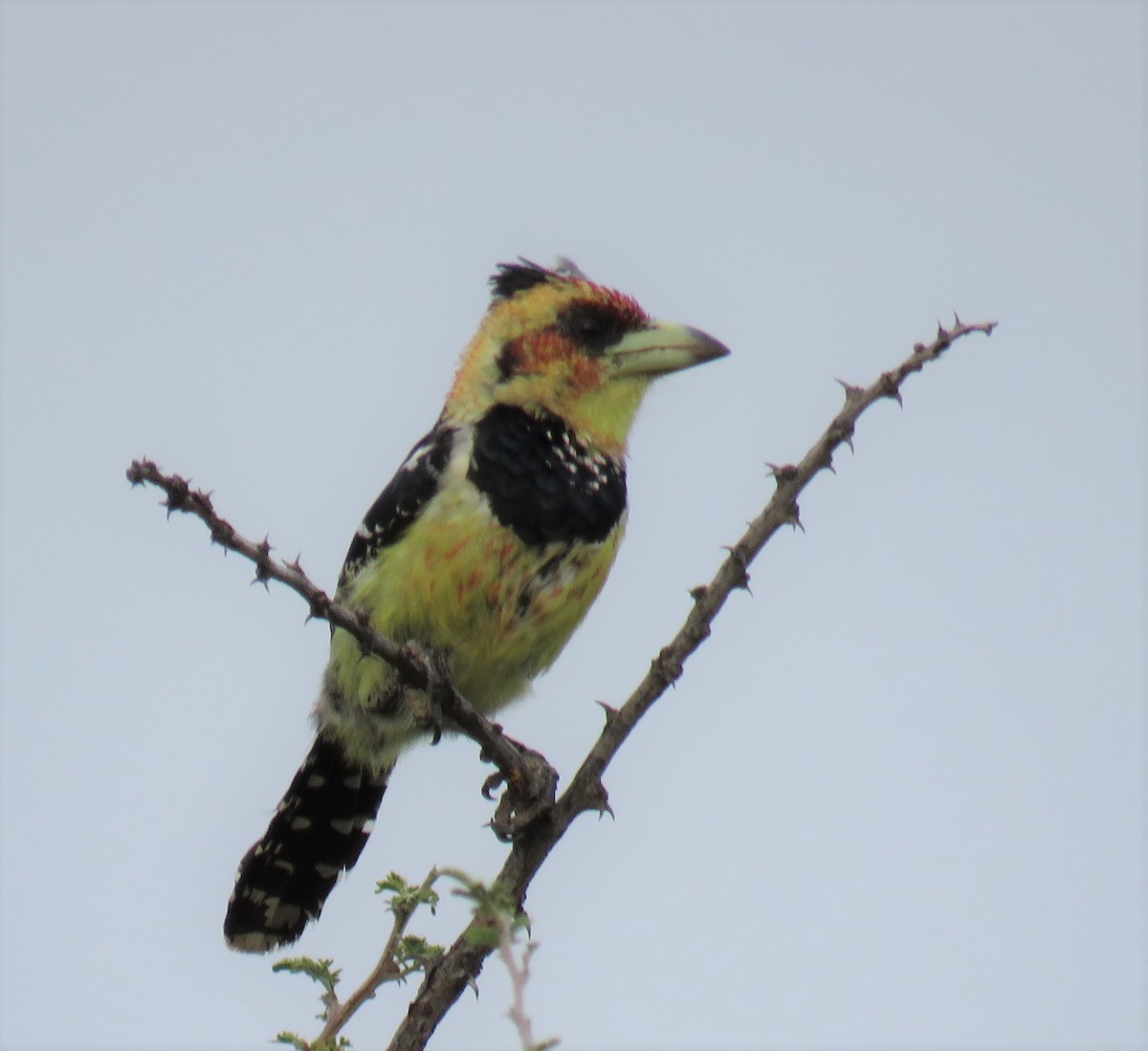 Crested Barbet - ML52111341