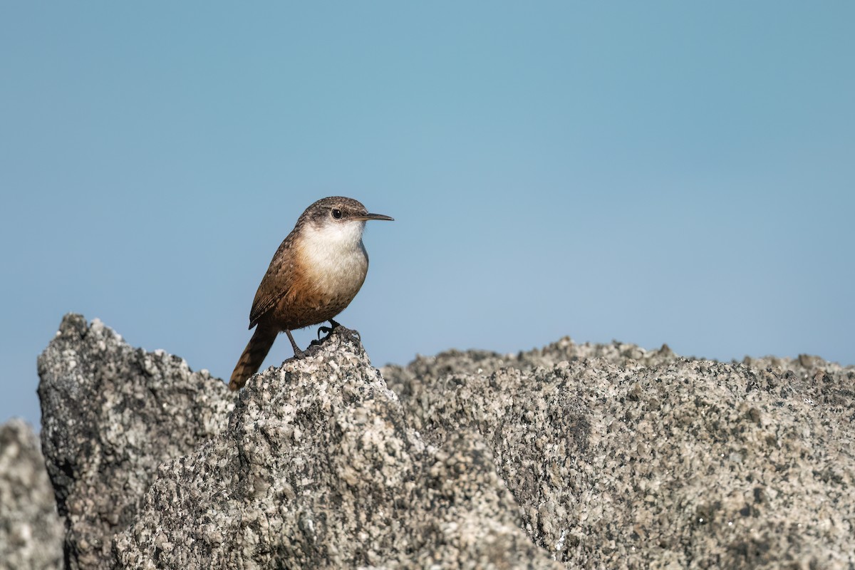 Canyon Wren - ML521116381