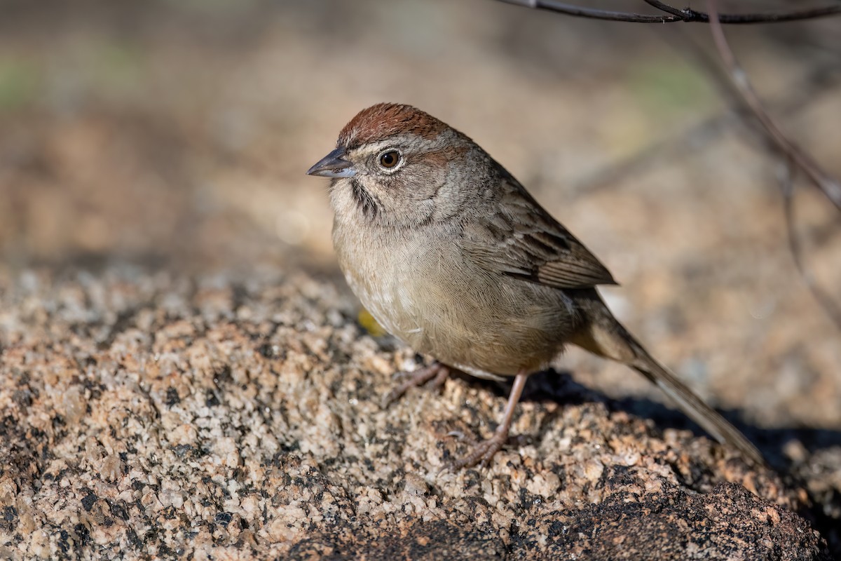 Rufous-crowned Sparrow - ML521116431