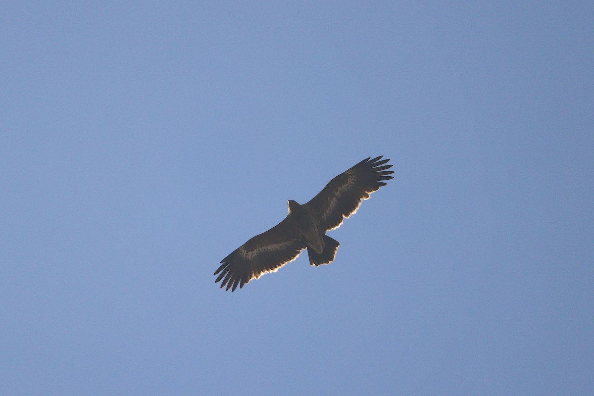 Steppe Eagle - ML521117351