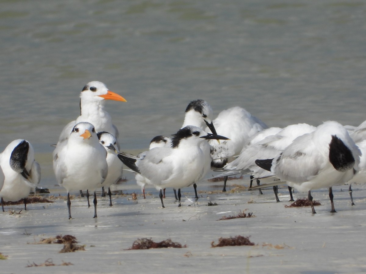 Royal Tern - ML521118831