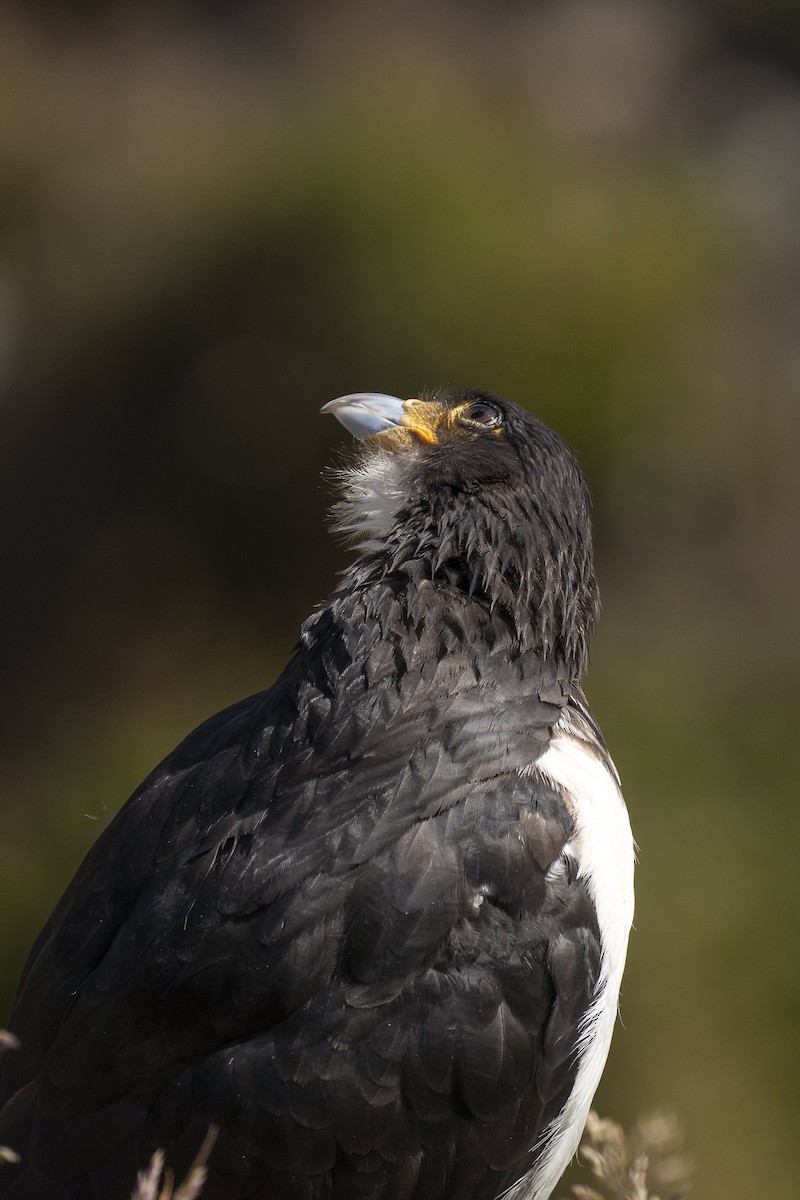 White-throated Caracara - ML521119601