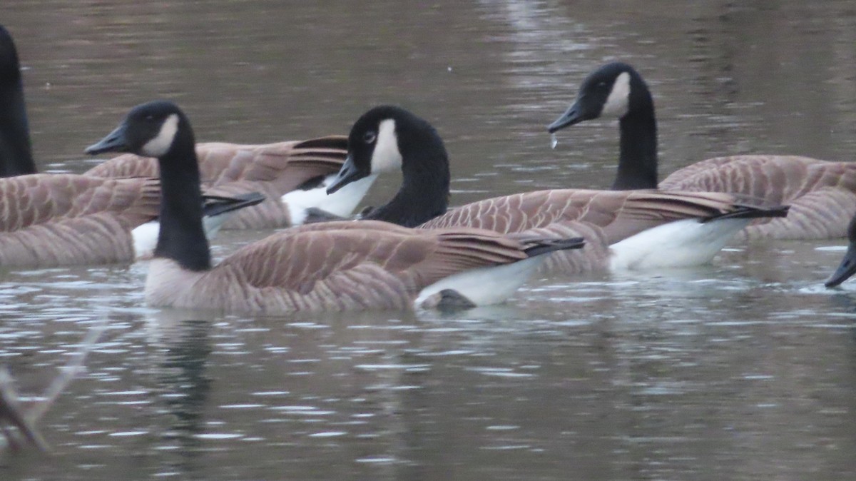 Canada Goose - ML521119671