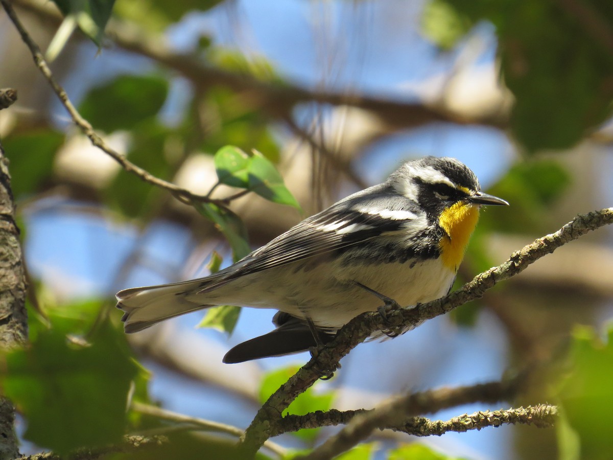 Goldkehl-Waldsänger - ML52112031